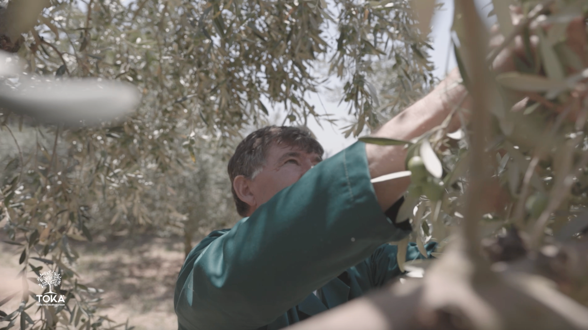 Hands picking olives